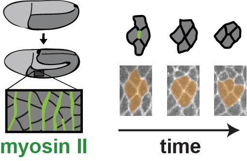 Fruit Fly, Myosin II Alteration